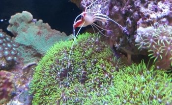 Acuario Triton