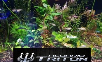 Acuario Triton