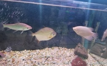Acuario Triton