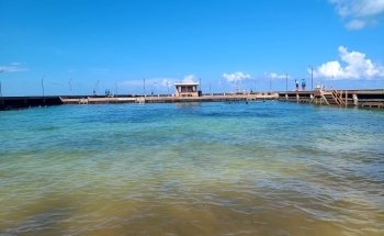 Delphinus Playa Mujeres