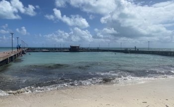 Delphinus Playa Mujeres