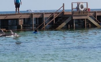 Delphinus Playa Mujeres