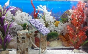 Acuario Amazonic