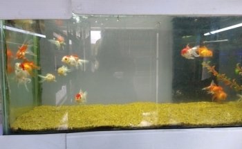 Acuario Amazonic