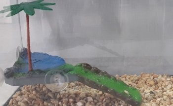Acuario Amazonic