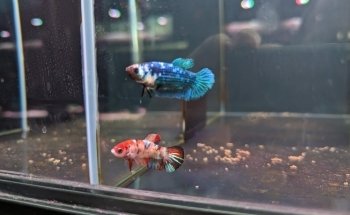 Nature Pets & Aquariums