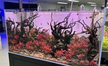 Nature Pets & Aquariums