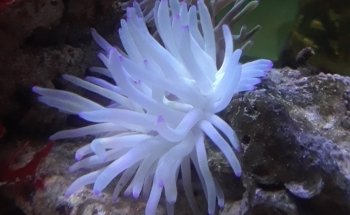 Acuario De Nuevo Laredo