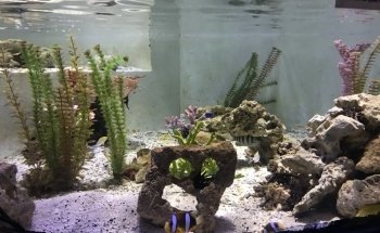 Acuario De Nuevo Laredo