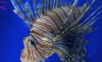 Acuario De Nuevo Laredo