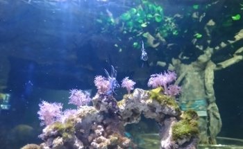 Acuario De Nuevo Laredo