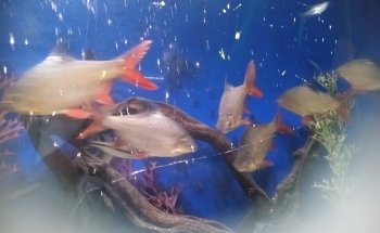Acuario De Nuevo Laredo