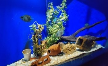 Acuario De Nuevo Laredo