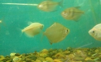 Acuario ESCORPION