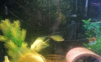 Acuario ESCORPION