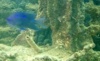 Acuario ESCORPION