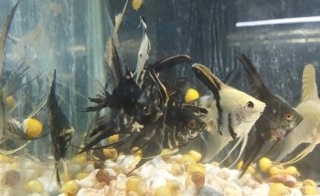 Acuario ESCORPION