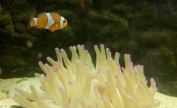 Acuario ESCORPION
