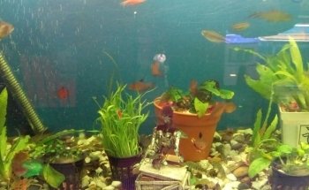 Acuario ESCORPION