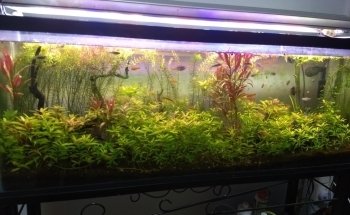Fish and Garden