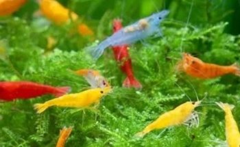 Fish and Garden