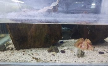 Fish and Garden