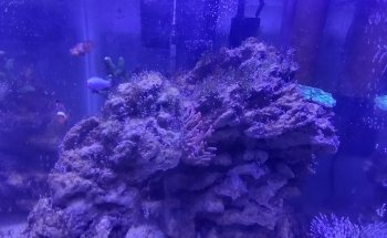Fish and Garden