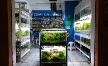 Fish and Garden