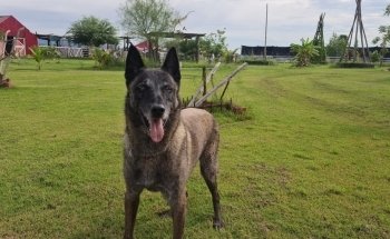 Pet Palace Dr. Murrieta
