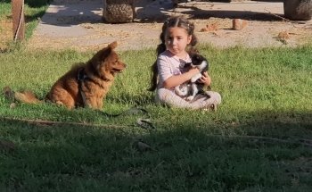 Pet Palace Dr. Murrieta