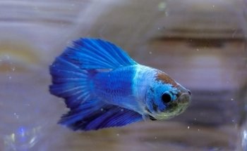 ACUARIO PANI
