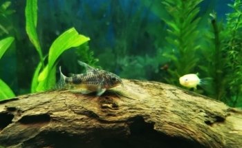 ACUARIO PANI