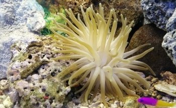 ACUARIO PANI