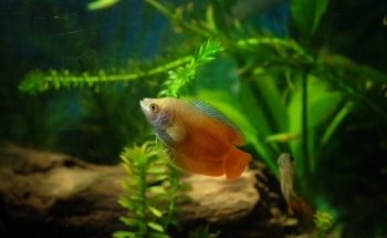 ACUARIO PANI