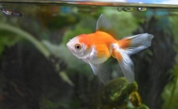 ACUARIO PANI