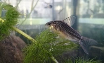 ACUARIO PANI