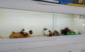 Animal Zone