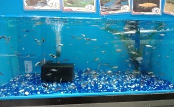 Animal Zone