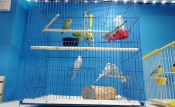 Animal Zone