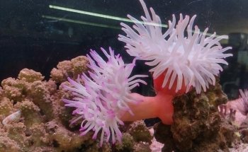 Acuario Gallery Fish