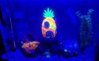 Acuario Gallery Fish