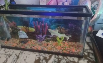 Acuario Gallery Fish
