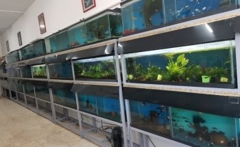 Acuario Gallery Fish