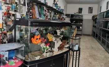 Acuario Gallery Fish