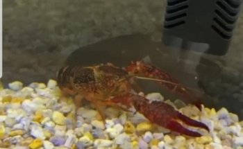Aquatic Shop Aquarium