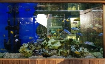 ARC Aquariums