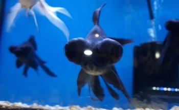 ARC Aquariums