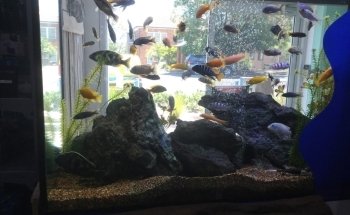 ARC Aquariums