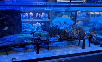 ARC Aquariums