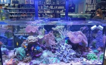 ARC Aquariums